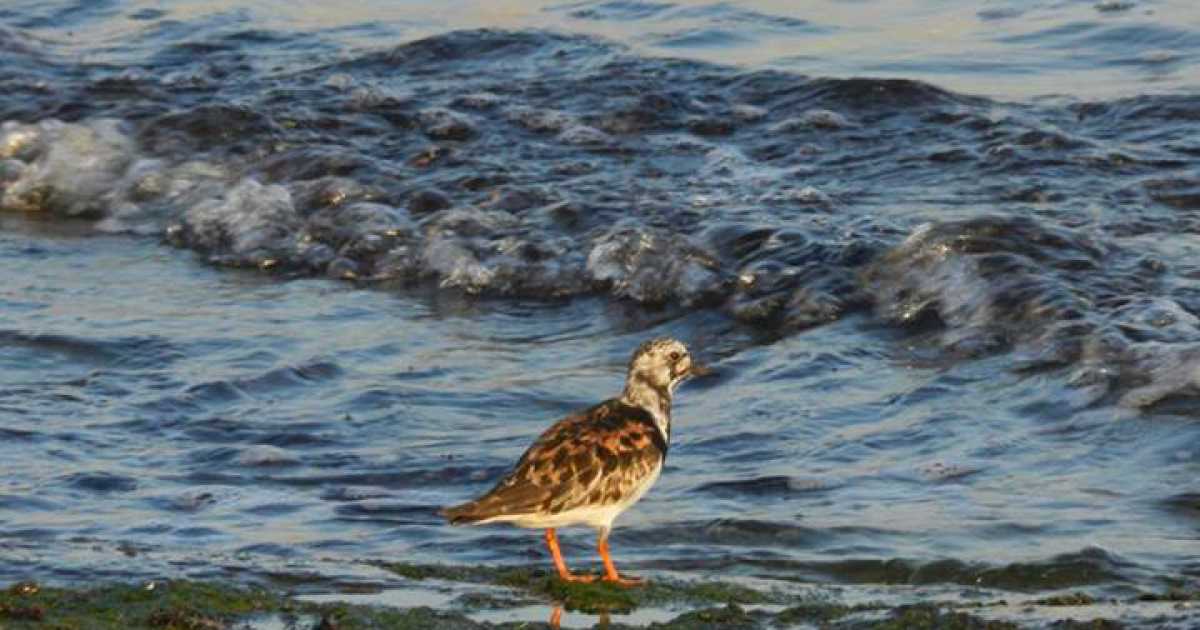 Lama Balice, birdwatching con gli Argonauti nel periodo delle migrazioni